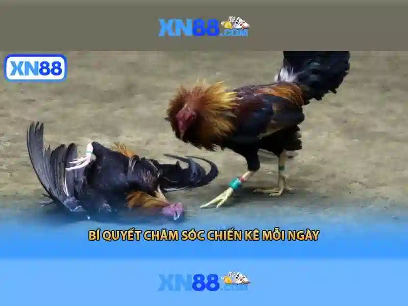 Phân Biệt XN88 Chính Thức Và Trang Web Lừa Đảo