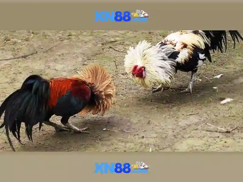 Nền Tảng Đánh Bạc Trực Tuyến Đa Dạng